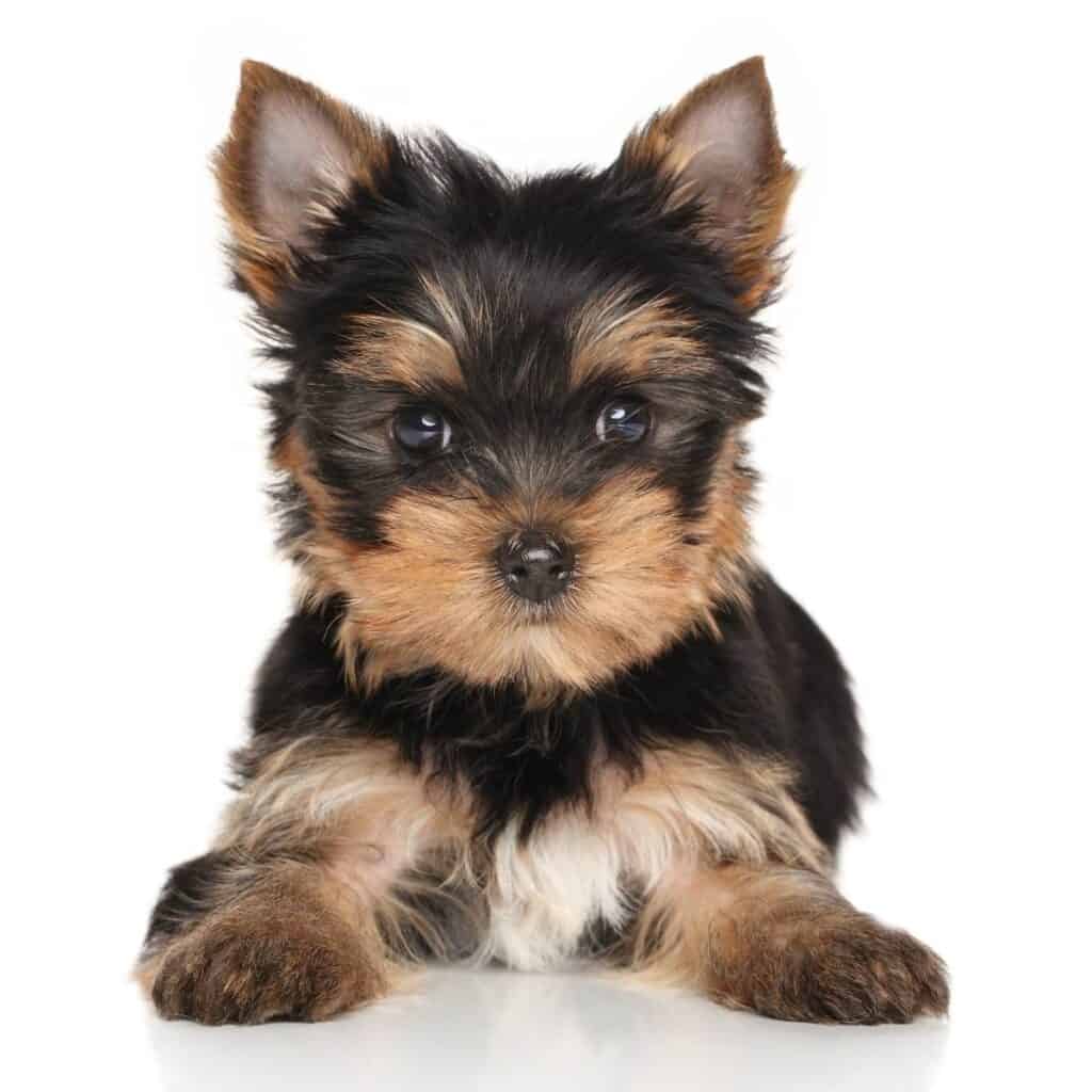 black and brown frorkie puppy laying down