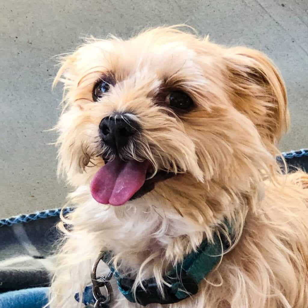 older morkie poo with a collar on