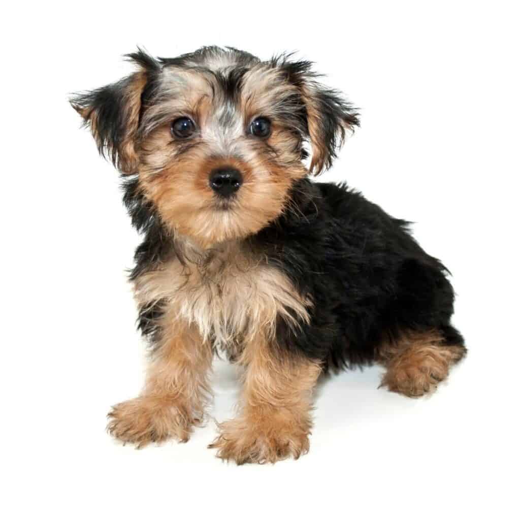 morkie doodle puppie