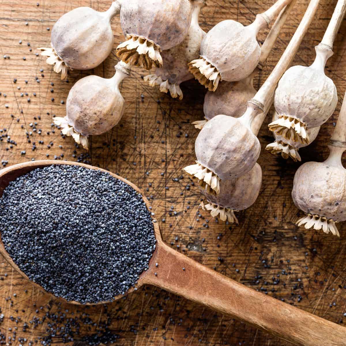 a large spoonful of poppy seeds next to dried bulbs