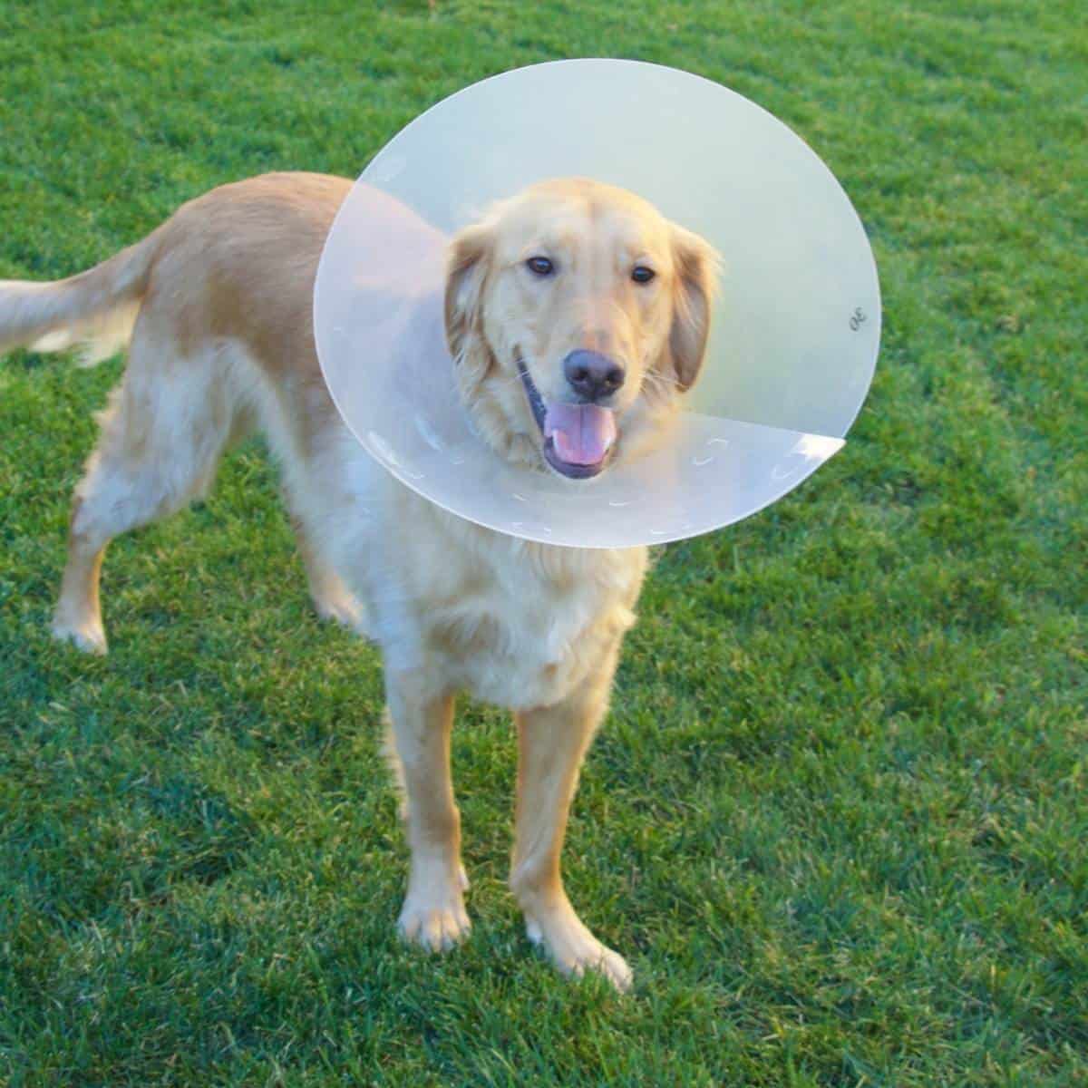 tan lab retriever outside wearing an elizabethan collar after being neutered