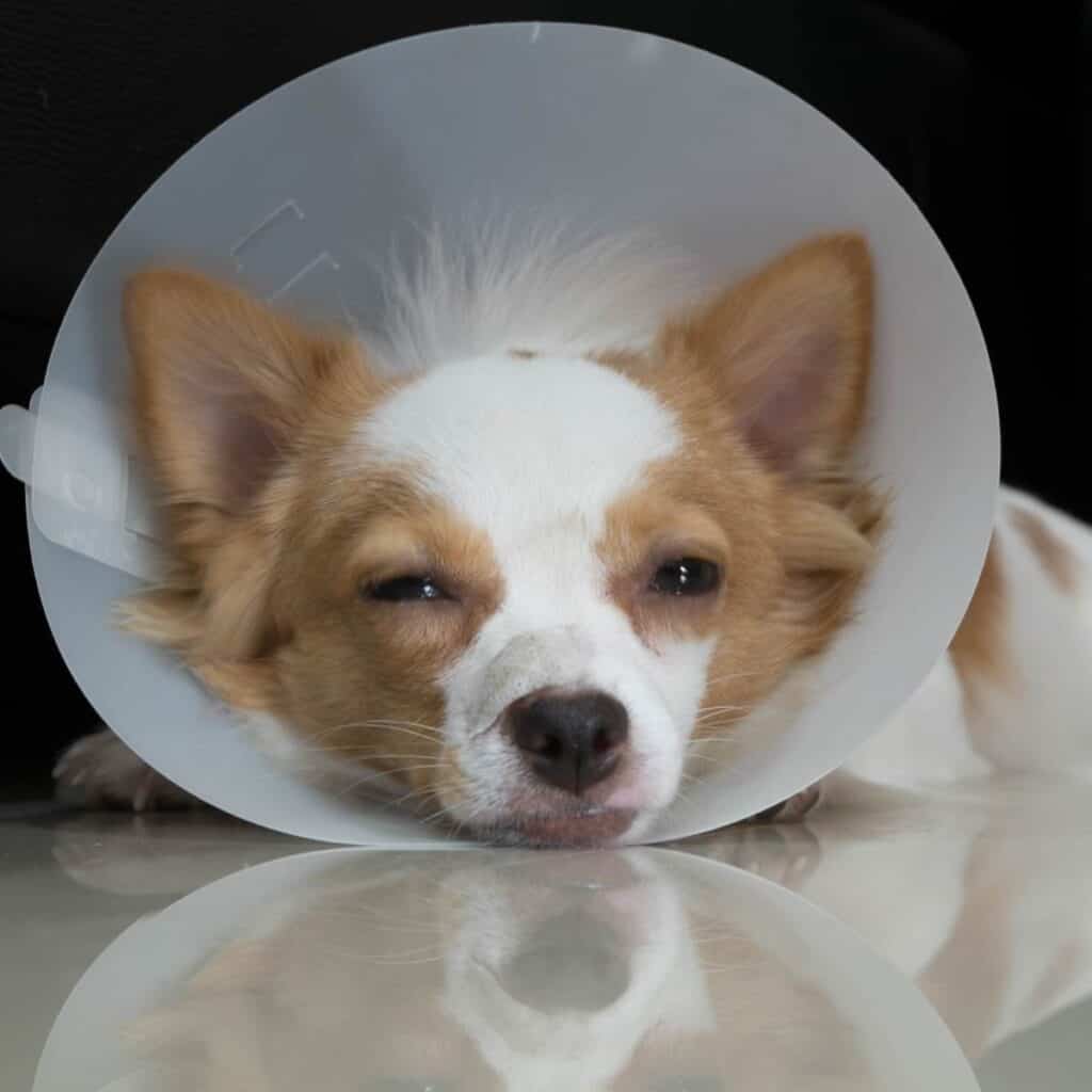 small brown and white dog laying down wearing a cone after being neutered