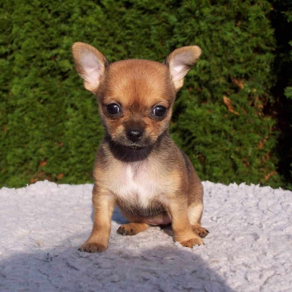 tan chihuahua puppie sitting down outside