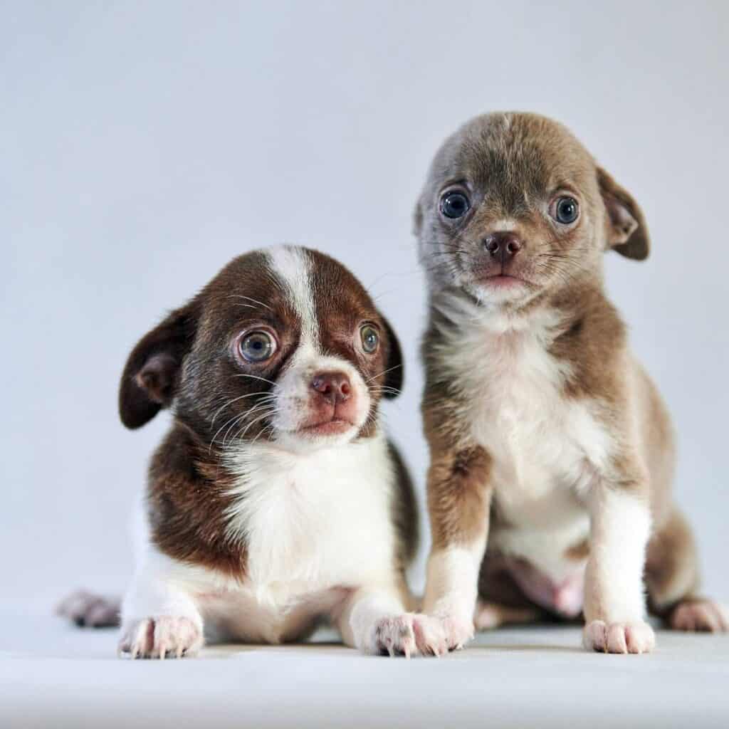 two chihuahua puppies sitting down with their eyes open