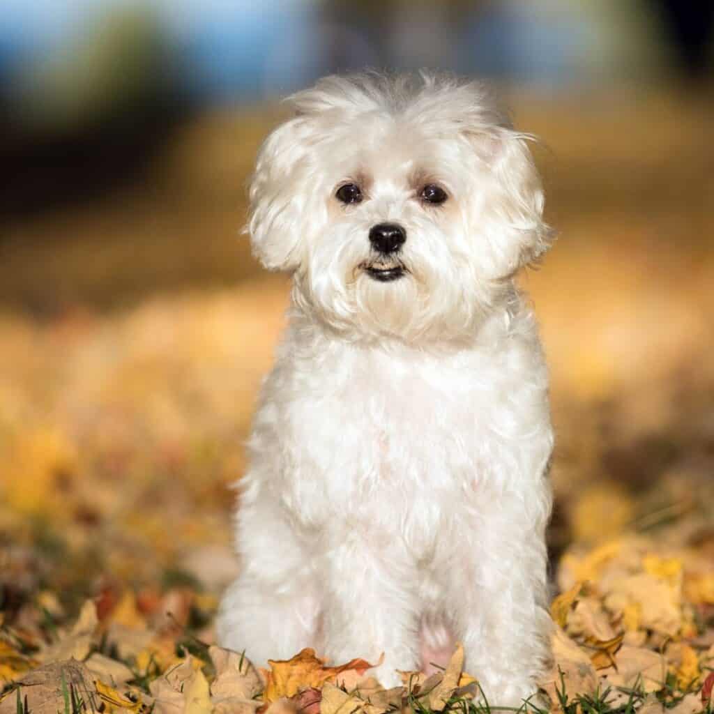a white maltese sitting down in the leaves