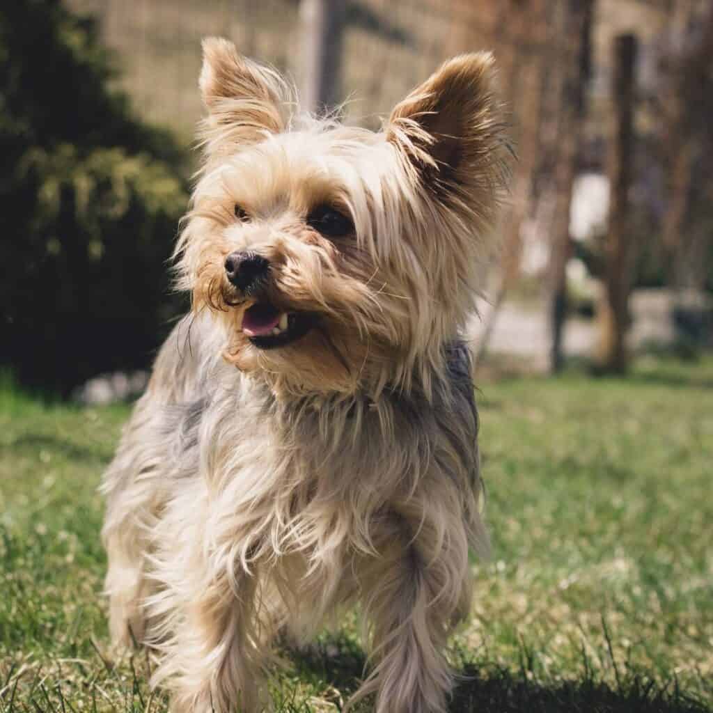 small yorkie running in the park
