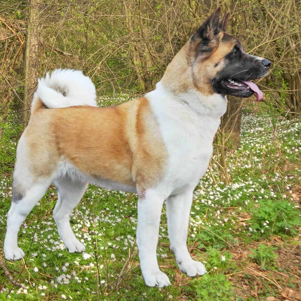 brown, white, and black akita corgi mixed standing in grass next to the woods