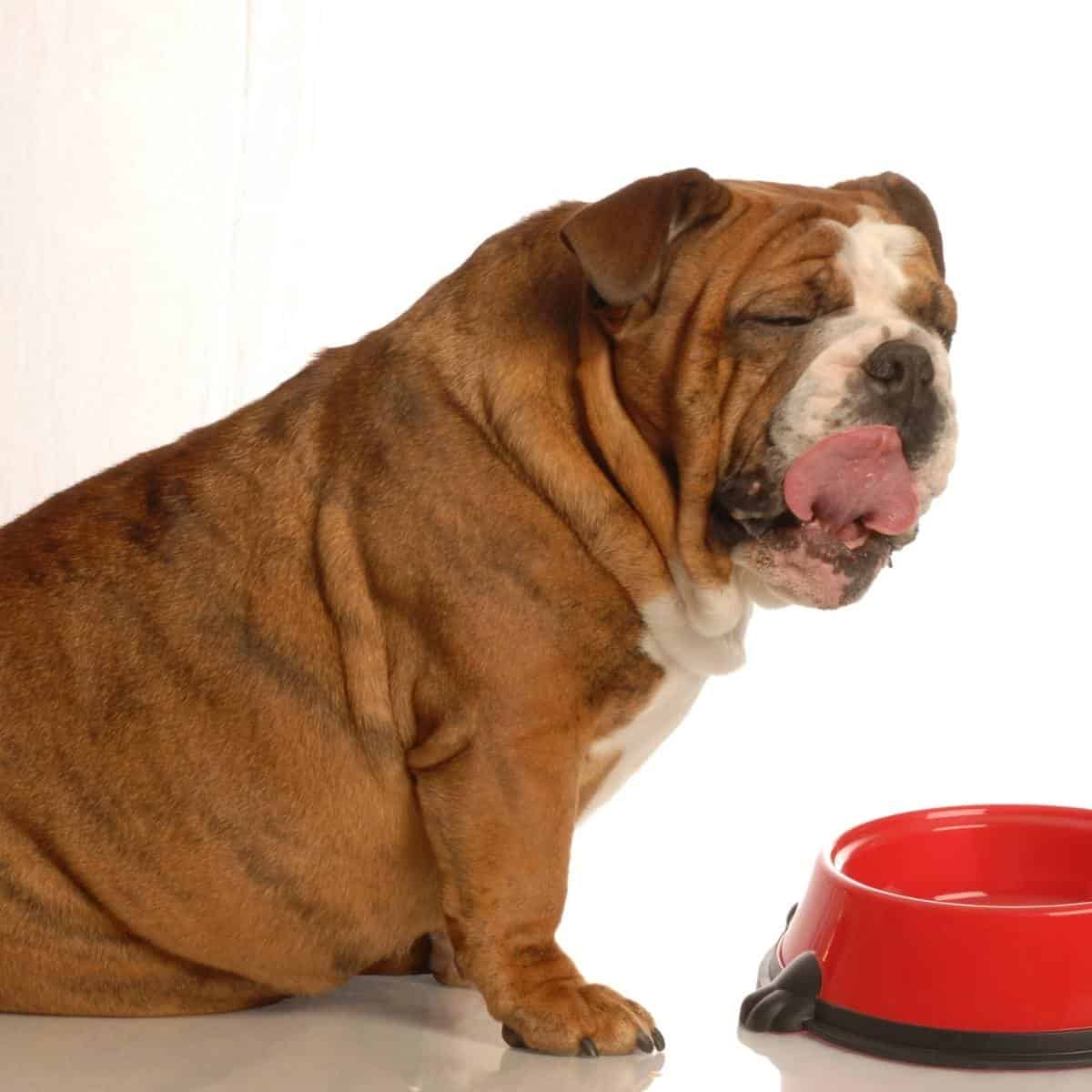 bulldog licking his lips after eating next to a red bowl