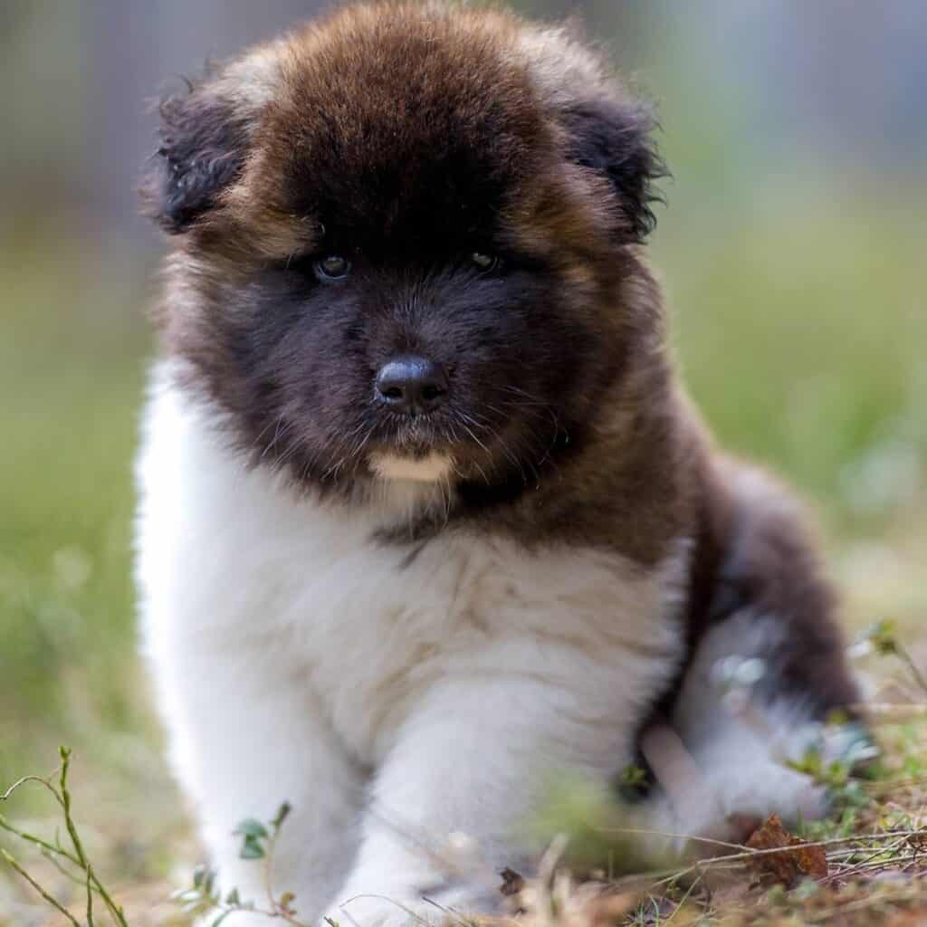 a corgi akita mixed puppy sitting outside