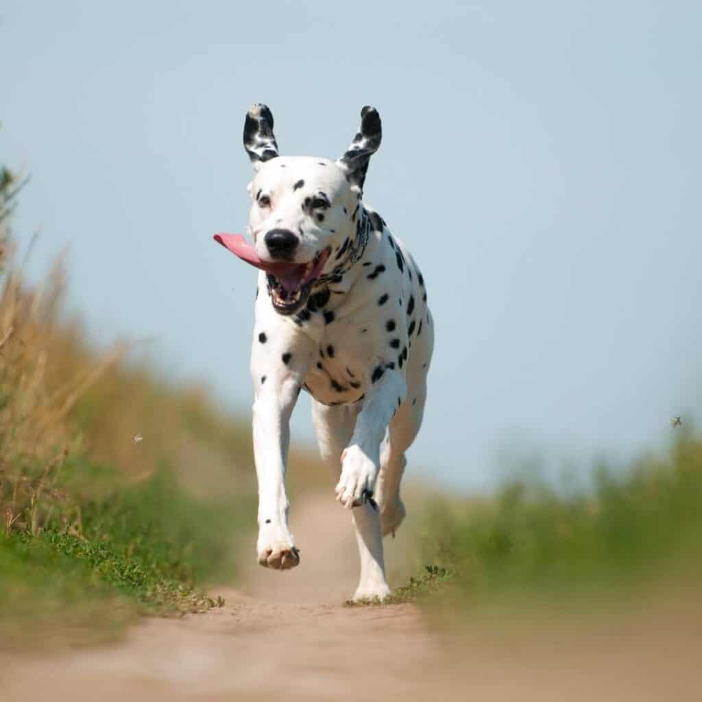 dalmatian running on a dirt road next to grass