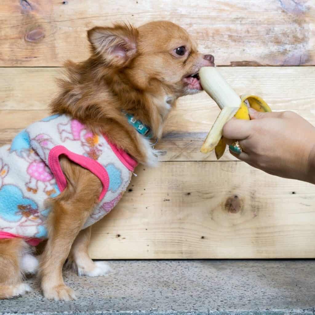 feeding a small dog a banana out of the peel