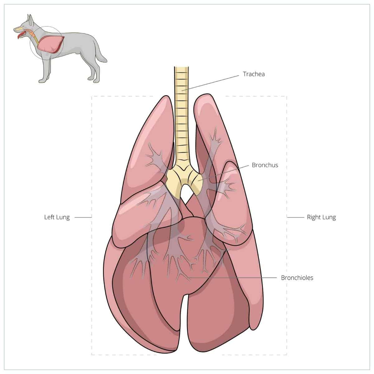 diagram of dog lungs and bronchioles