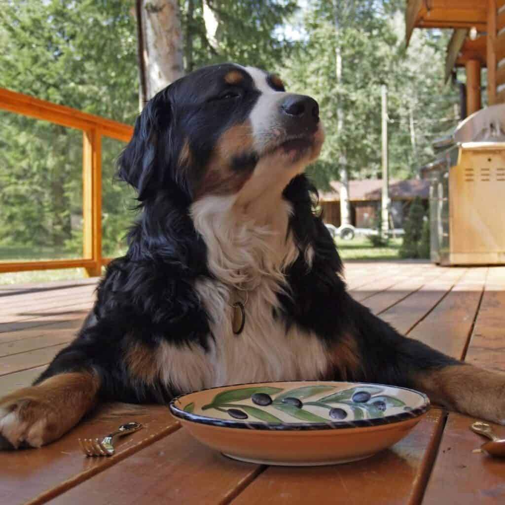 dog laying on porch in front of an empty bowl