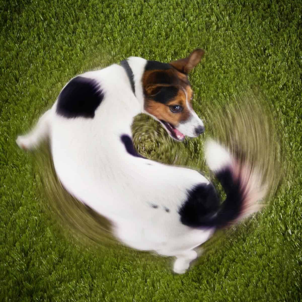 jack russell terrier with autism chasing tail