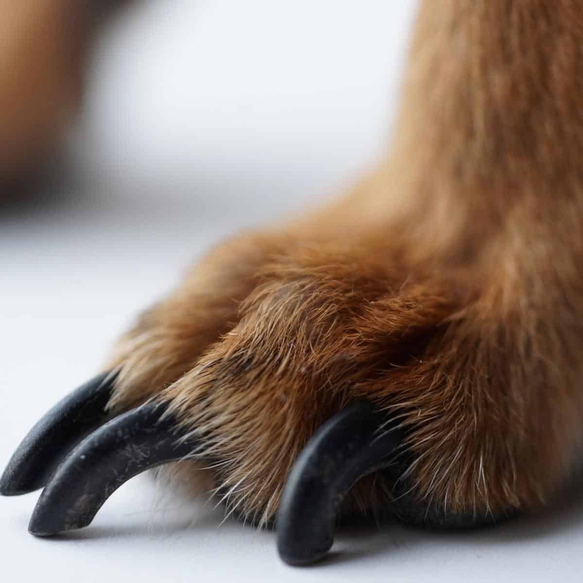 How To Trim Overgrown Dog Nails