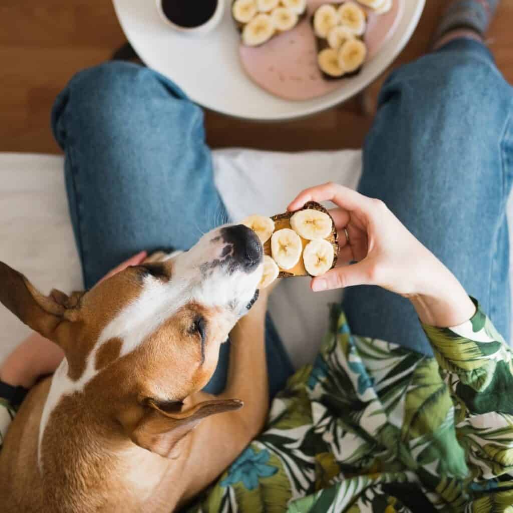 feeding a dog peanut butter and banana chips