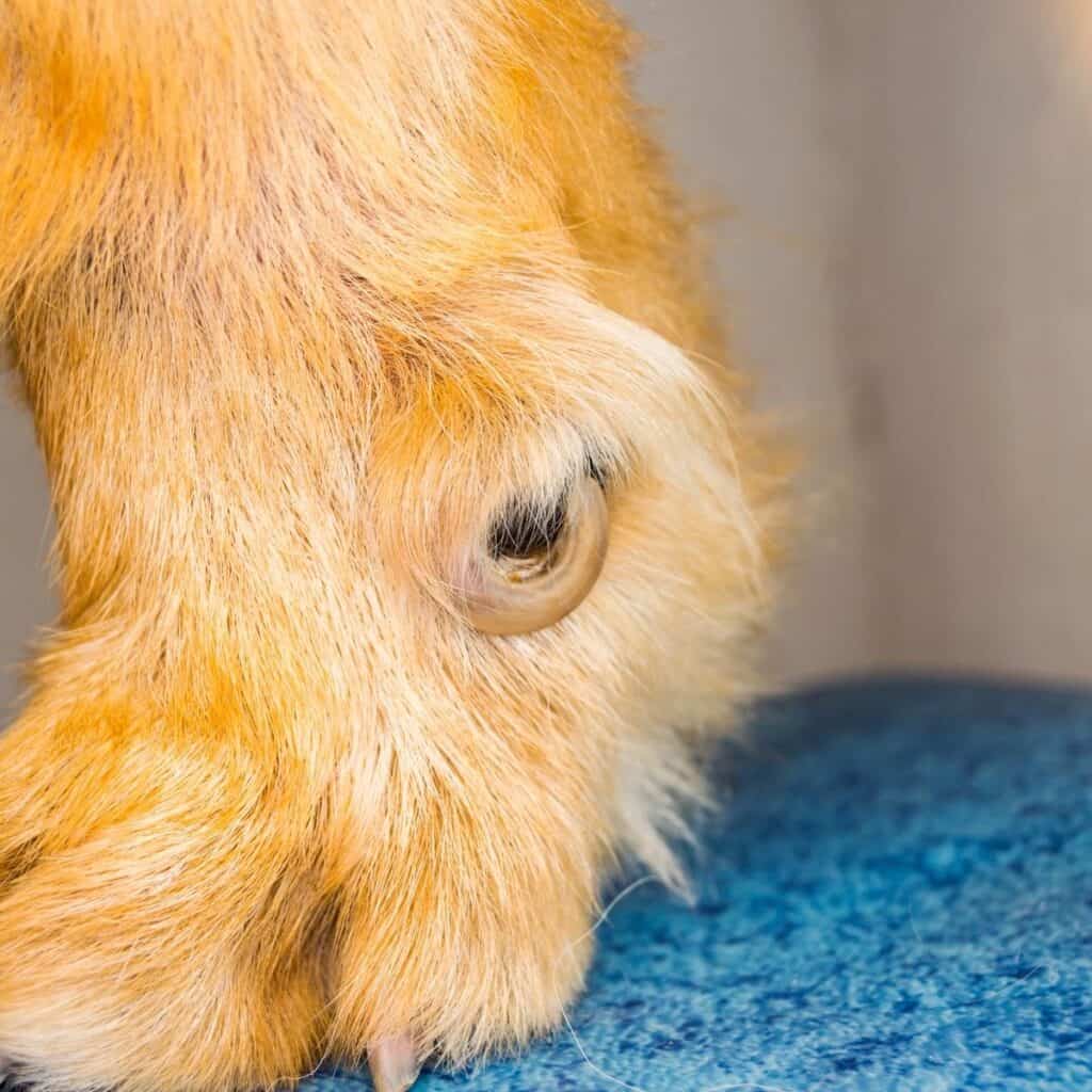 close up of a dog's dew claw that is ingrown