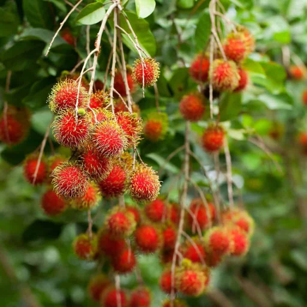 rambutan hanging from the tree