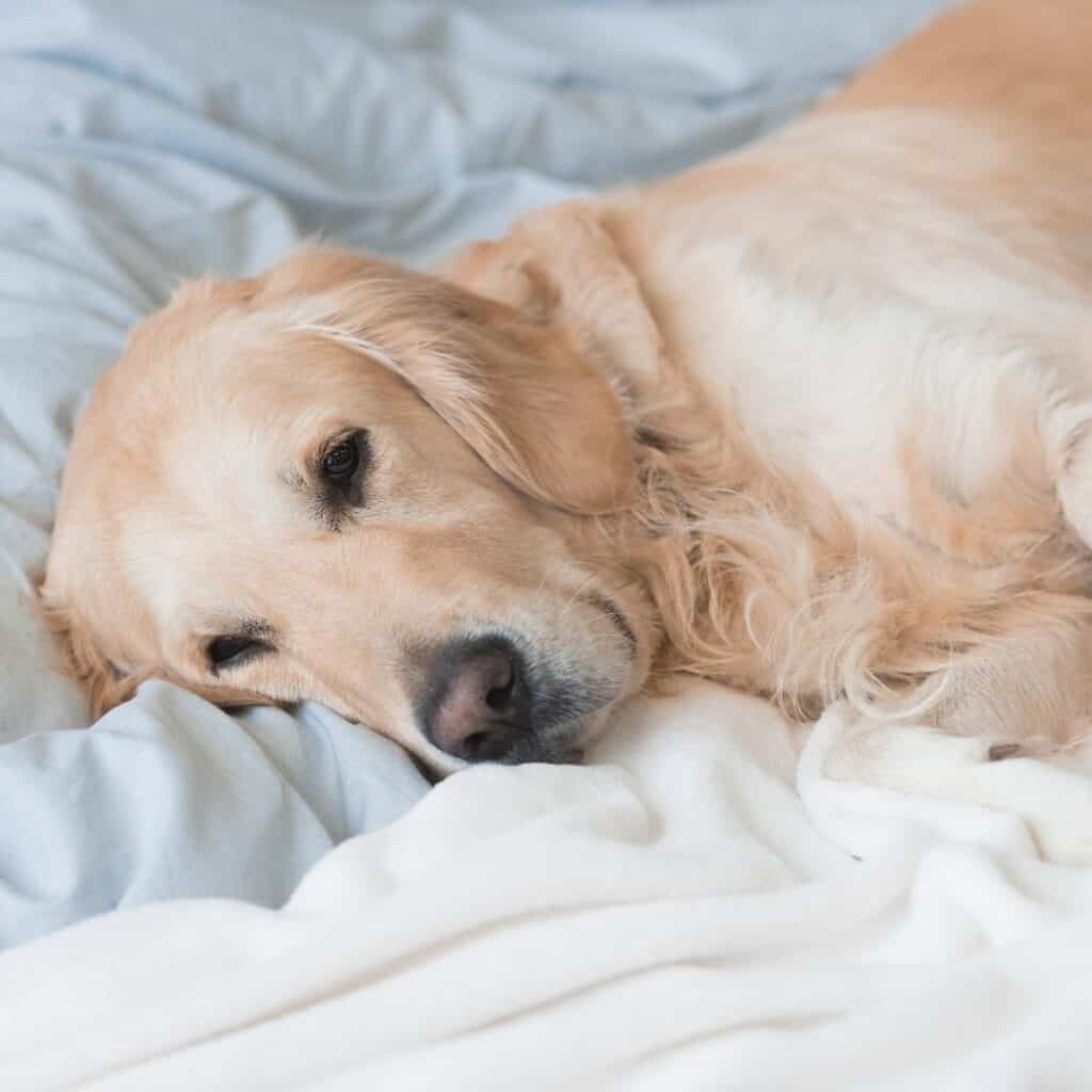 sick golden retriever laying on blankets