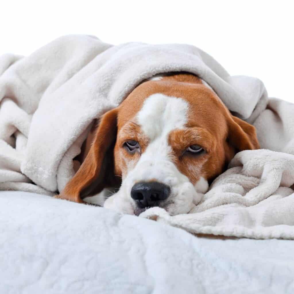 sick beagle underneath a white blanket