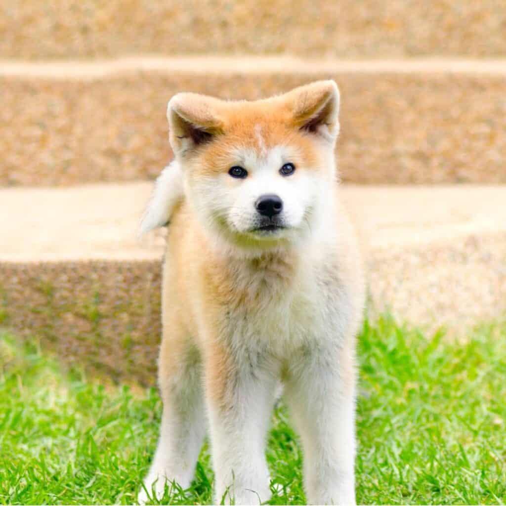 small akita dog standing in the grass