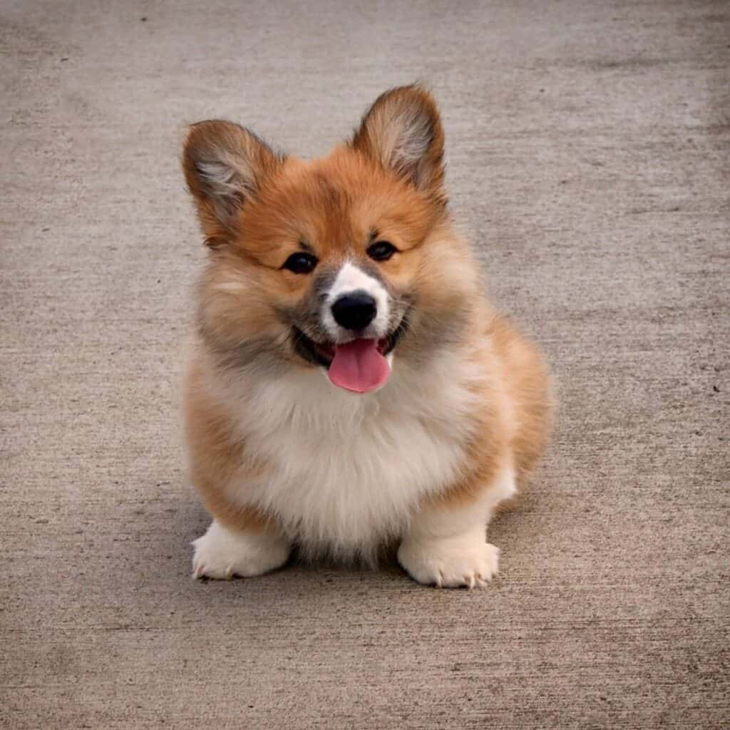 small Welsh corgi sitting in the driveway