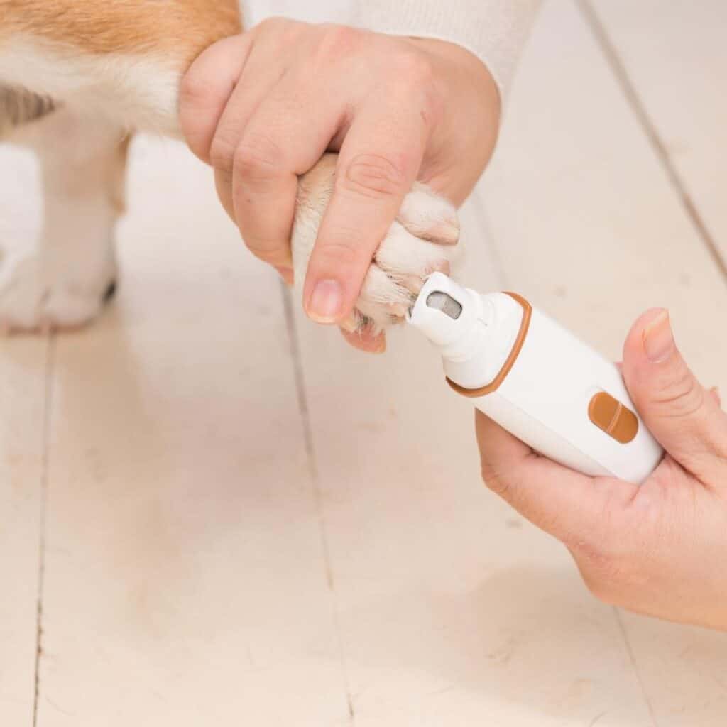 lady trimming dog's nails using a grinder