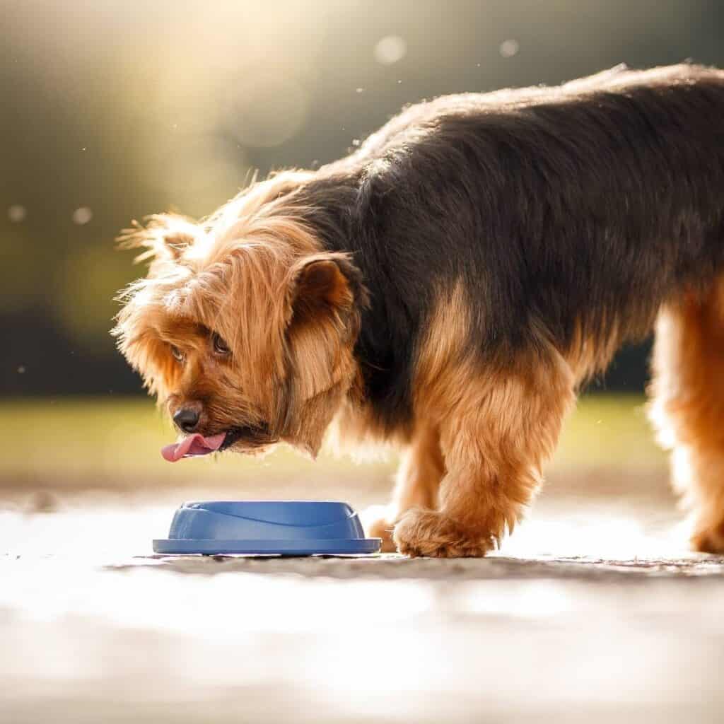 large yorkie dog drinking from a blue bowl outside