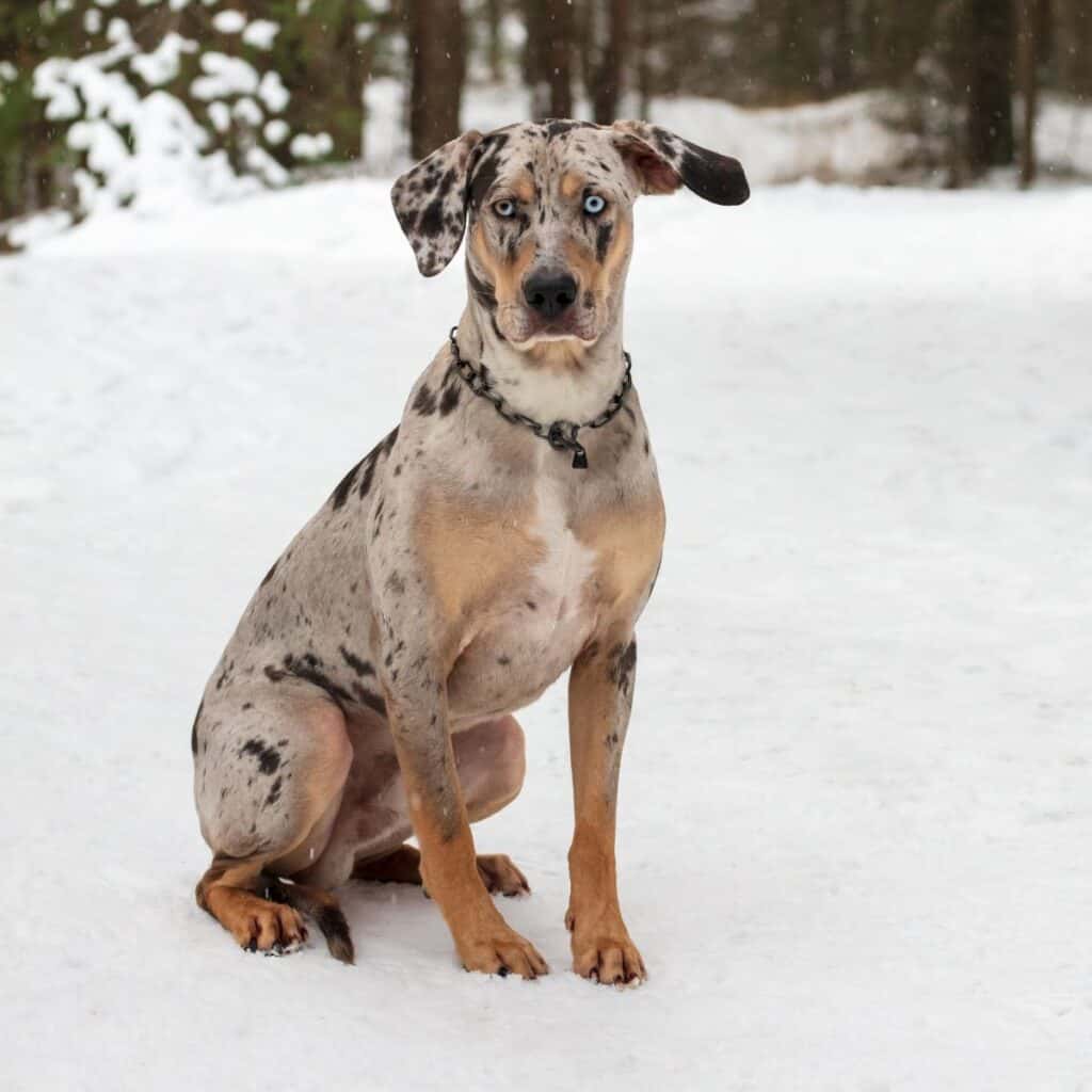 Catahoula Leopard Dog sitting in the snow