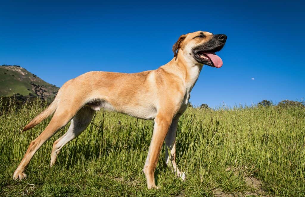 A Black Mouth Cur dog standing on the middle of a grass-covered field on a warm and sunny day