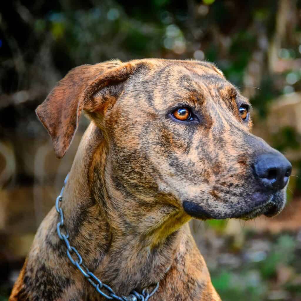 close up of a plott hound used for a coyote decoy dog