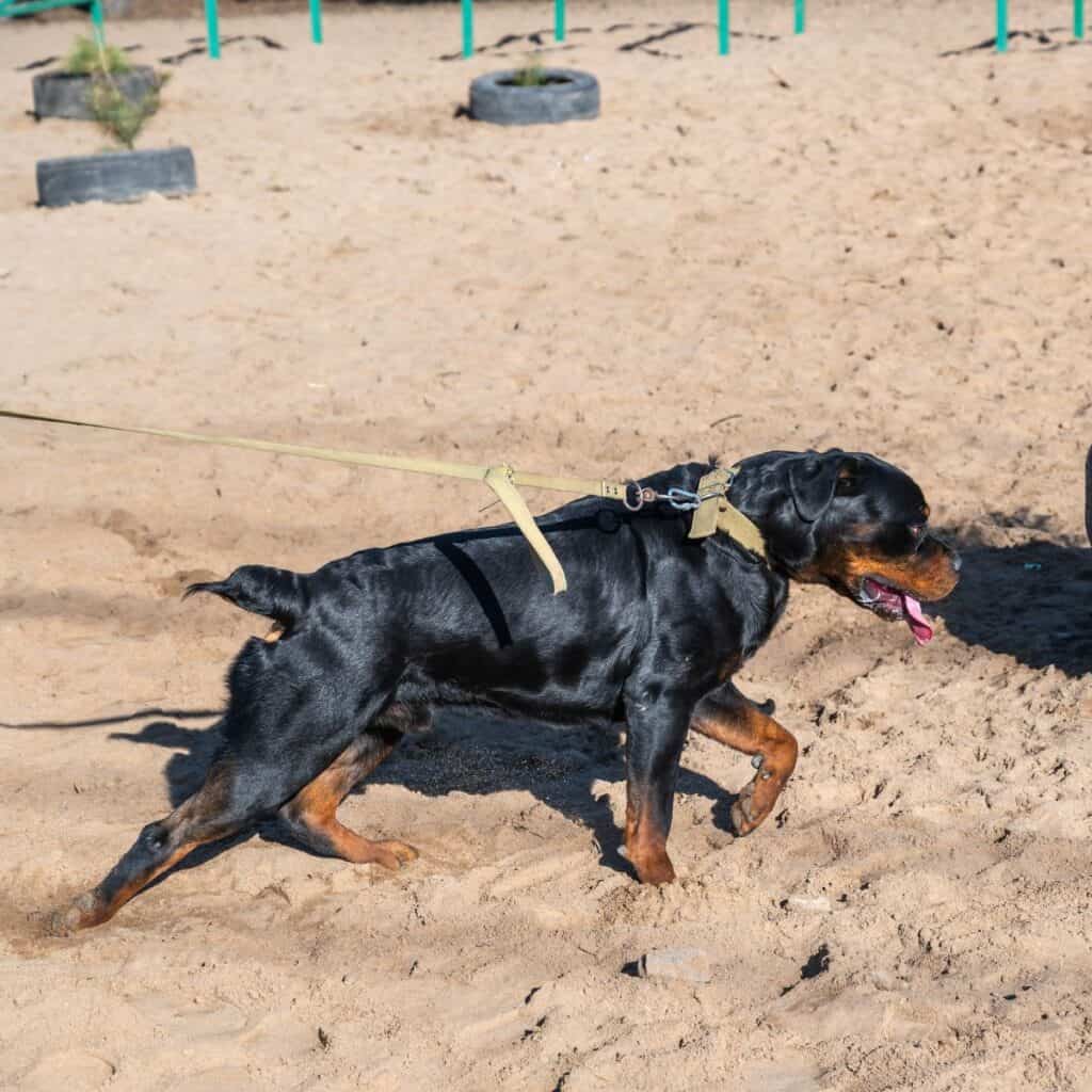 American rottweiler on a leash while in training
