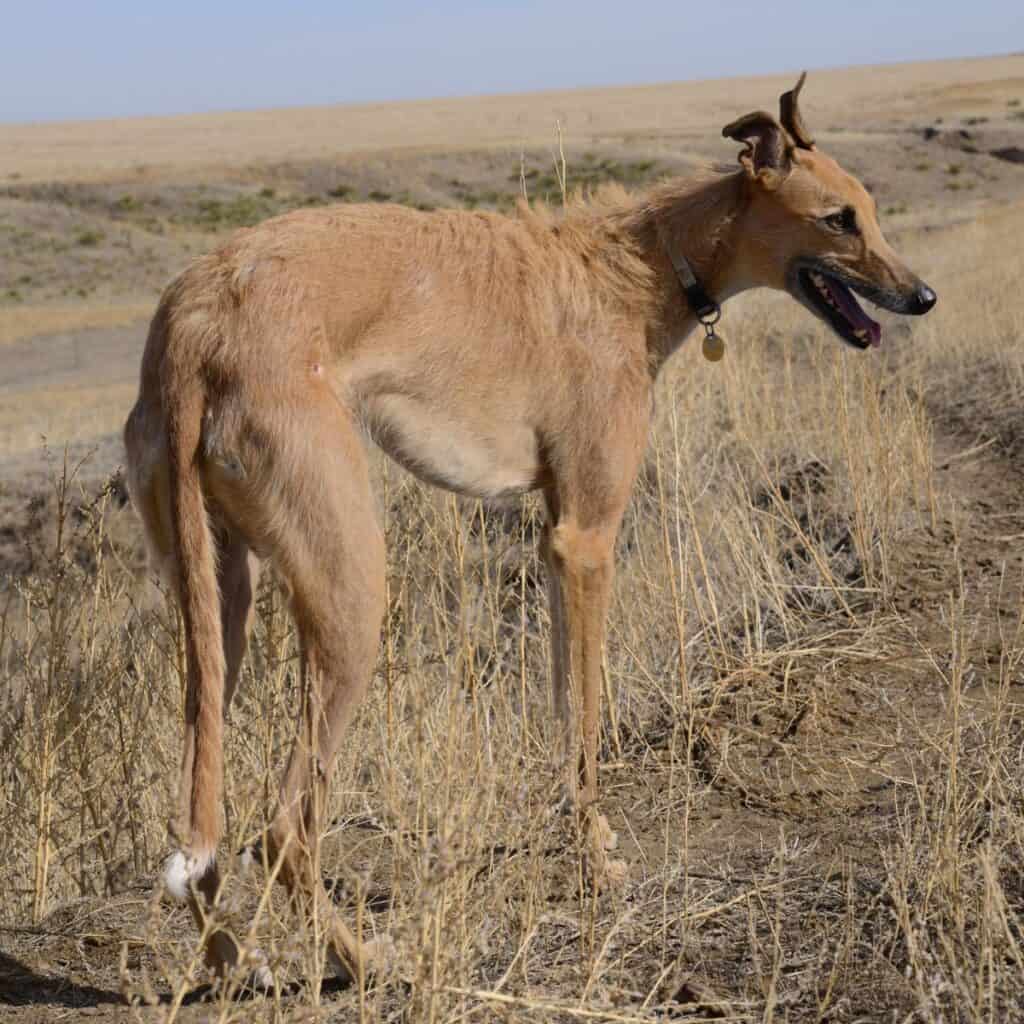 American Staghound standing in a field