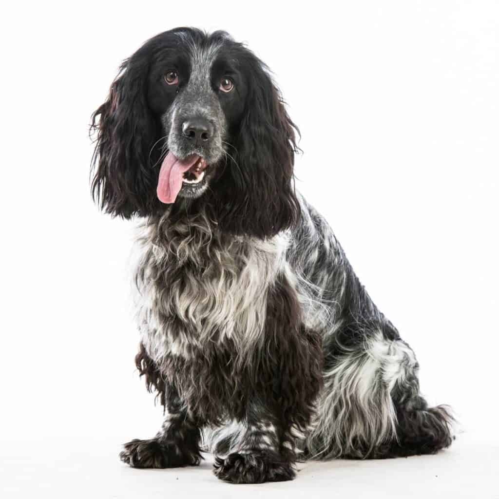 black and white cocker spaniel sitting down with their tongue out