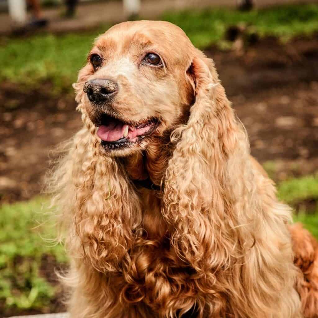 brown cocker spaniel sitting in the grass