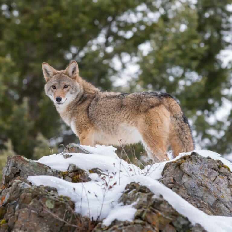 coyote on a snowy ledge
