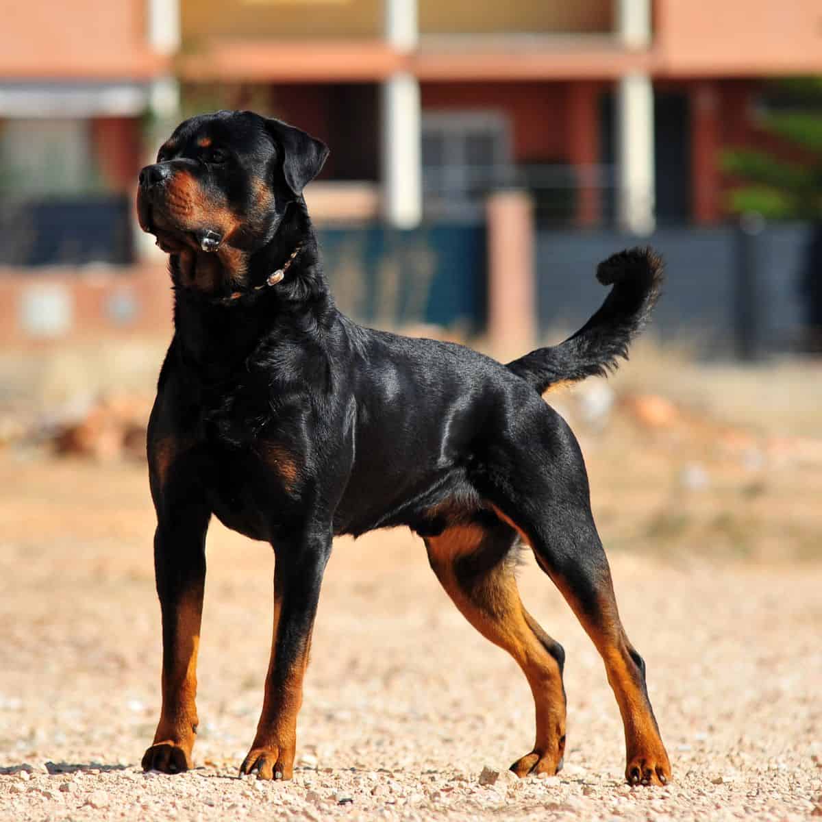 German rottweiler standing up outside