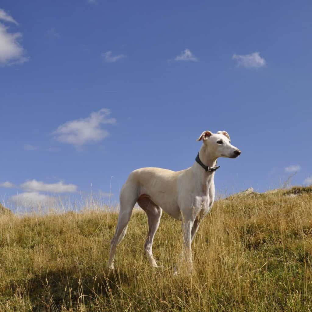 greyhound standing in a grassy field