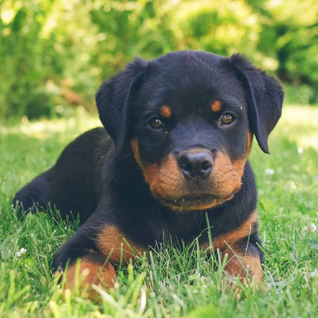 rottweiler puppy laying in the grass