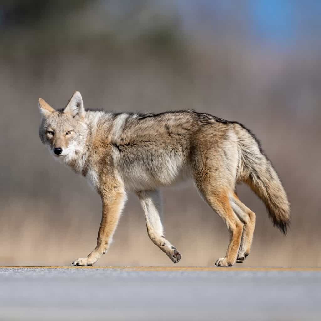 a coyote walking across the trail