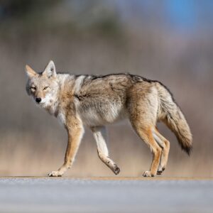The Top 11 Coyote Decoy Dogs to Take Hunting (with pictures) - Doggie HQ