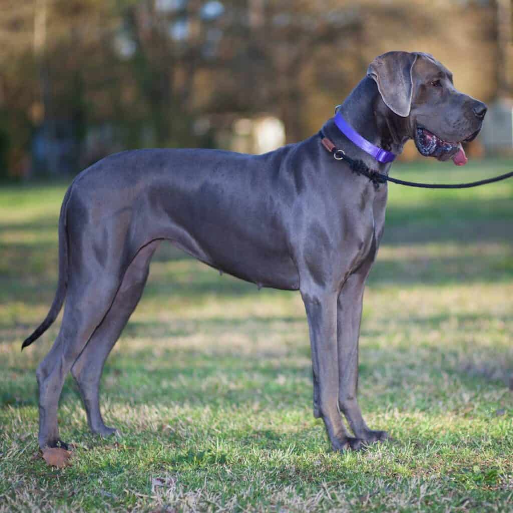 extra large gray great dane on a leash standing in the park