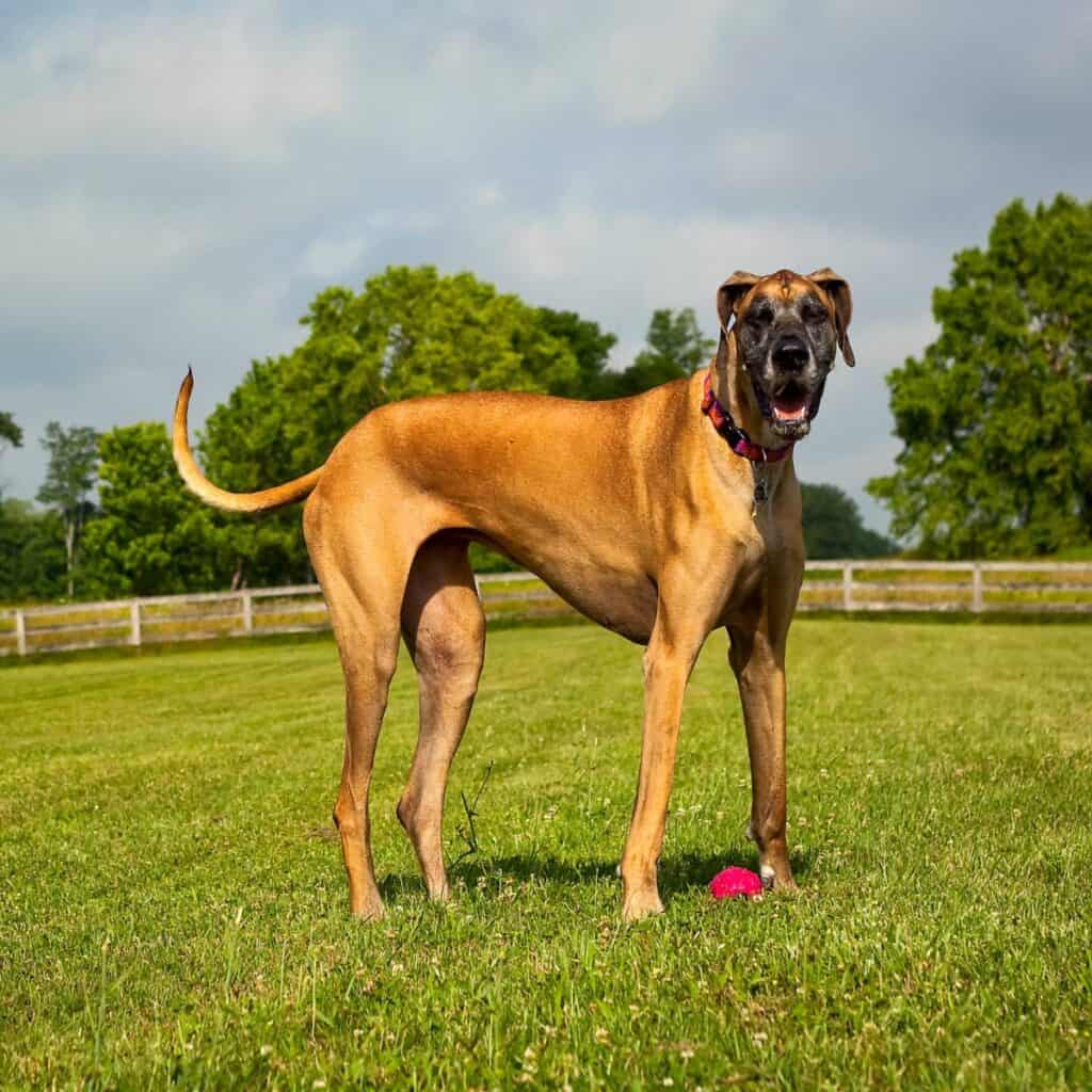 large brown and black great dane standing in the grass