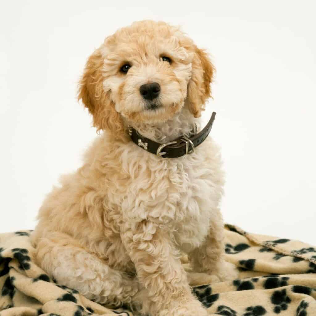 an apricot cockapoo sitting on a blanket wearing a black collar