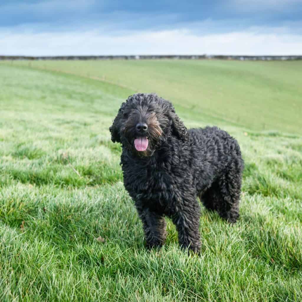 a black cockapoo standing in a grassy field