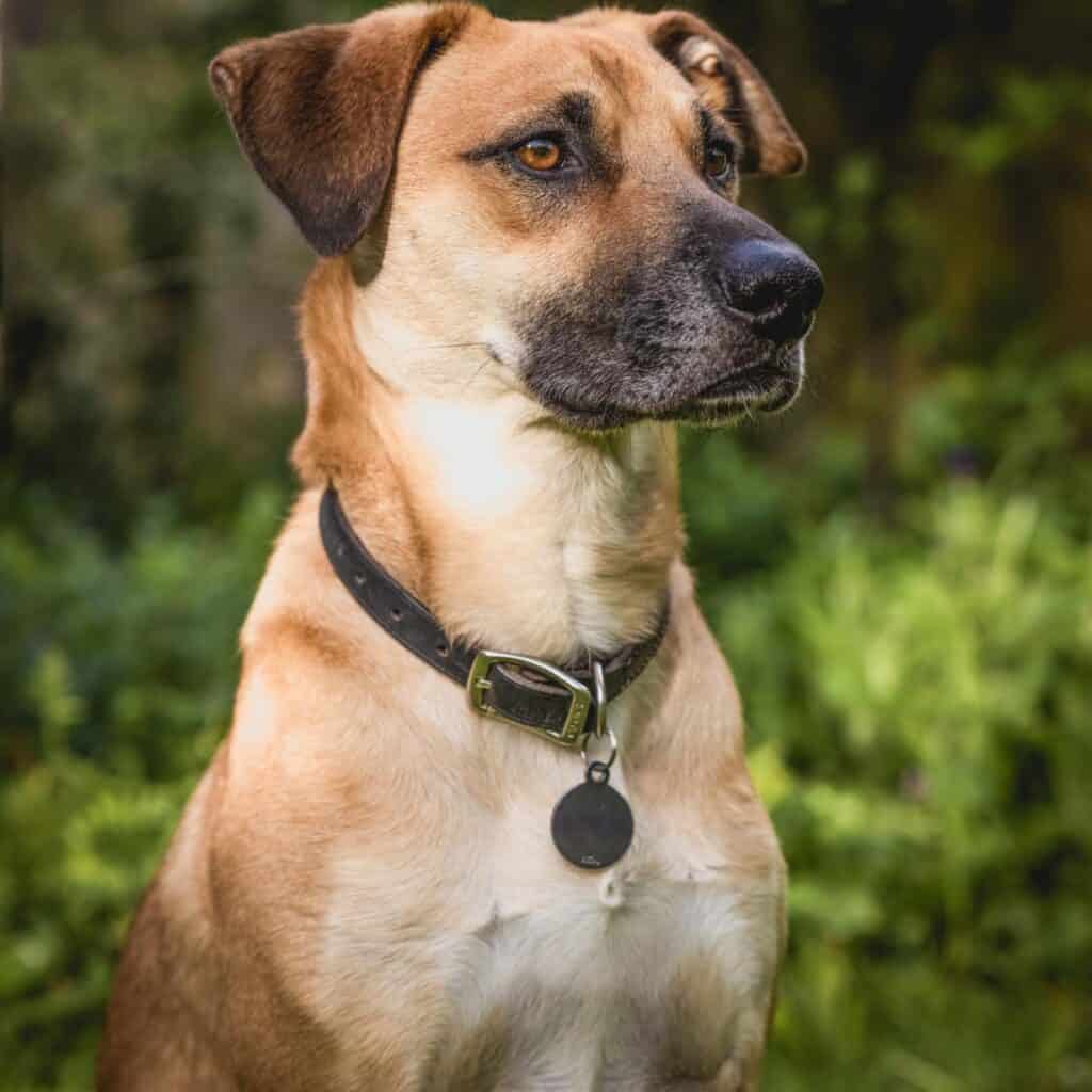 german shepherd cur mix sitting in the woods