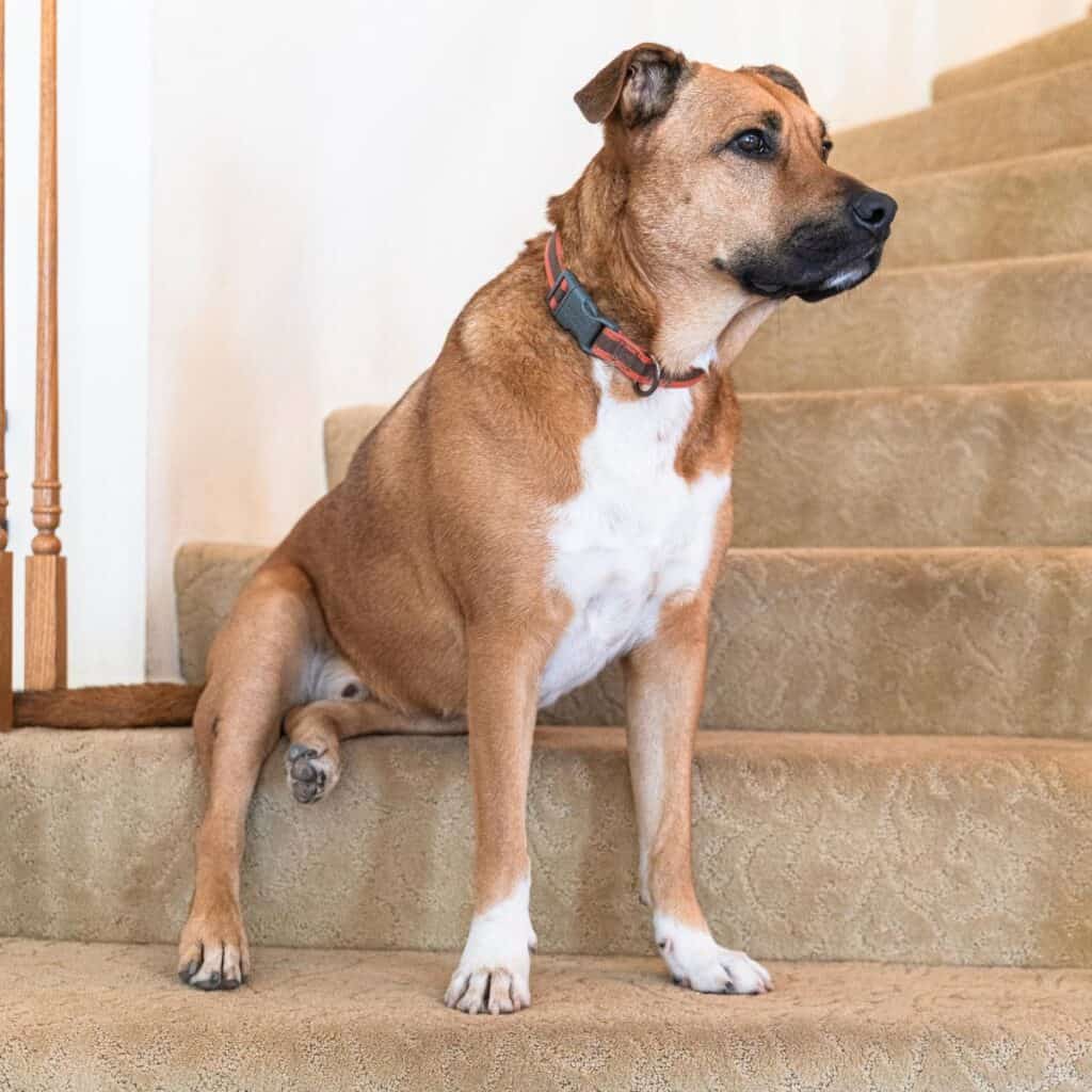 black mouth cur german shepherd mix sitting on the stairs in the house