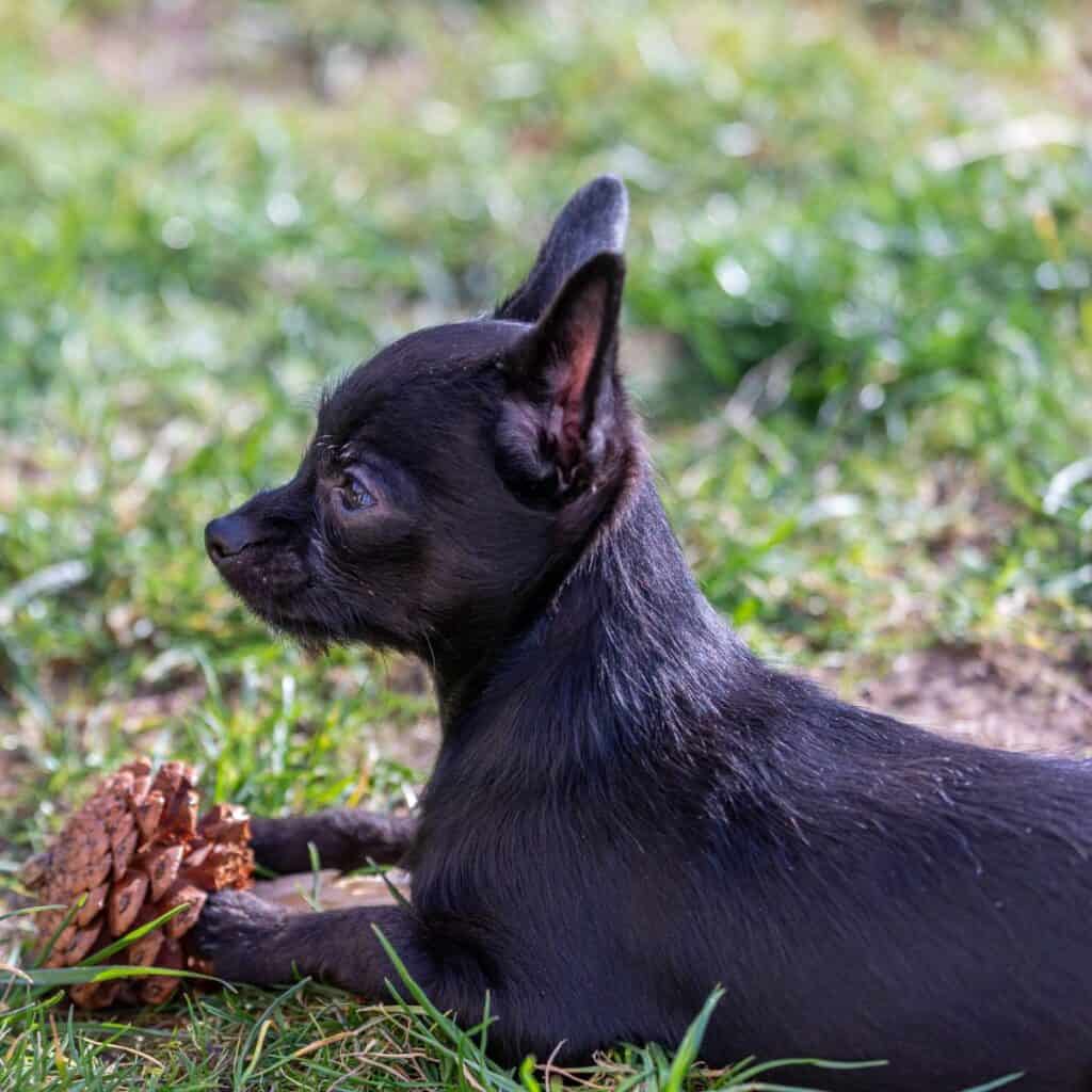 black puppy laying the grass eating a pine cone