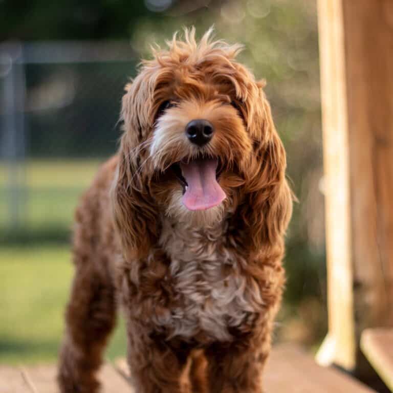 13 Cockapoo Coat Colors Pictures Doggie HQ