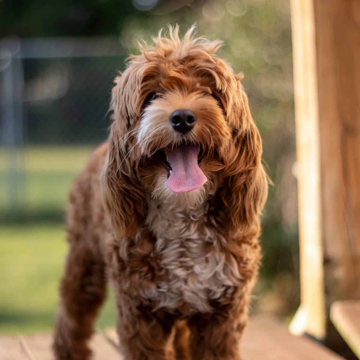 brown and white panting cockapoo on the porch